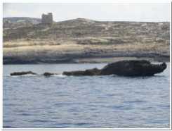 Malte et Gozo (285)